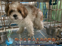 서울 서대문구 통일로26길에서 시츄 발견 보호