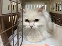 광주 서구 풍암동에서 흰색 믹스 고양이 발견 보호