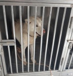 충남 태안 장산리 혜성아파트 인근에서 흰색 진돗개 발견 보호