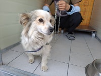 경북 포항시 중명리 에코전망대에서 삼색 강아지 발견 보호