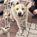 경북 구미 낙산리에서 크림색 강아지 발견 보호..붉은색 하네스