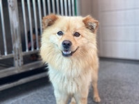 광주 광산구 월계동에서 갈색 강아지 발견 보호