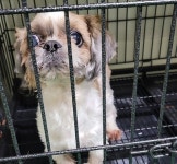 대구 남구 앞산순환로에서 시츄 발견 보호