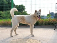 경기 이천 백사면 모전리에서 진돗개 발견 보호