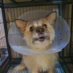 경기 부천 푸른교회에서 갈검정색 강아지 발견 보호..번호 다른 내장칩