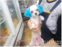 대전 대덕구 법동 주공3단지 상가에서 말티즈 발견 보호