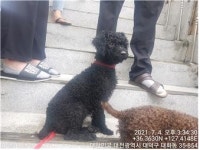 대전 대덕구 대화동에서 푸들 발견 보호