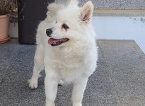 경남 창원 속천로 138에서 흰색 강아지 발견 보호