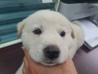 경기 안산 와동파출소에서 백갈색 어린 강아지 발견 보호