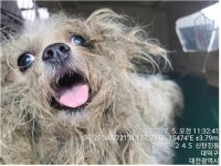 대전 대덕구 신탄진동에서 말티즈 발견 보호