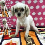 경북 구미 상림로에서 말티즈 발견 보호