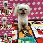 경북 구미 상림로에서 말티즈 발견 보호