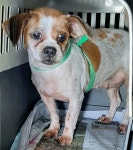 전남 목포 골드디움5차아파트 부근에서 시츄 발견 보호