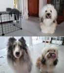 선풍기 바람에 날아간 멍멍이 털 뭉치?..털 뭉치로 완벽 위장한 뽀시래기냥