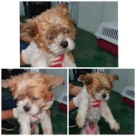 경기 남양주 마석동물병원에서 시츄 발견 보호