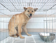 경기 여주 홍문동에서 진돗개 발견 보호