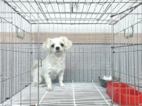 경기 여주 홍문동에서 말티즈 발견 보호