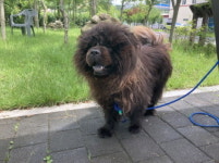 충남 청양 청양읍 읍내리에서 차우차우 발견 보호