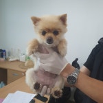 충북 청주 남촌길에서 포메라니안 발견 보호