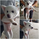 경기 평택 팔용당길에서 포메라니안 발견 보호
