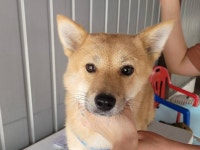 경기 안산 선부119안전센터에서 갈흰색 강아지 발견 보호..칩