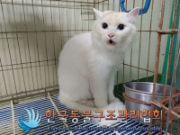 서울 강북구 수유동에서 터키시 앙고라 고양이 발견 보호