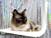 경북 포항시 북구 용당로에서 발리네즈 고양이 발견 보호