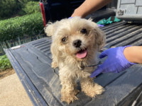 충남 청양 화성면사무소에서 말티즈 발견 보호