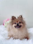 인천 부평 삼산타운2단지에서 포메라니안 발견 보호