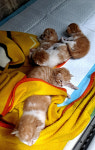서울 강동구 상일동에서 고양이 새끼 5마리 고양이 발견 보호