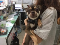 인천 서구 석남동에서 치와와 발견 보호