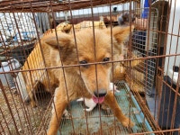 전남 해남 삼산면 고산롱에서 황색 강아지 발견 보호