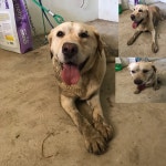 경북 구미 선산119안전센터에서 리트리버 두 마리 발견 보호..함박미소