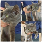 경기 화성 마도면 두곡서길에서 러시안 블루 고양이 발견 보호