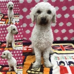 경북 구미 형곡로20길11-3부근에서 푸들 발견 보호