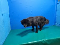 경북 경산 하양 예인유치원에서 검정 강아지 발견 보호