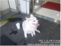 대전 유성 월드컵대로 기아차 유성대리점 주변에서 흰색 강아지 발견 보호