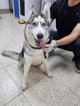 충북 청주 월명로에서 시베리안 허스키 발견 보호
