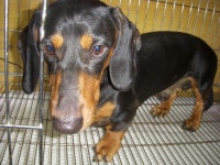 경기 오산 경기대로178에서 닥스훈트 발견 보호