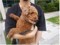 대전 유성 어은동에서 푸들 발견 보호