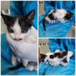 충남 당진시 시장중앙길 10에서 턱시도 2개월 고양이 발견 보호..정류장 앞 박스에