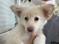 경기 안산 선부2파출소에서 백갈색 강아지 발견 보호