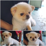 경기 남양주 오남읍에서 흰색 퍼그 발견 보호..2016년생