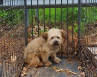 충북 영동 용산면 진산아파트에서 연황색 강아지 발견 보호