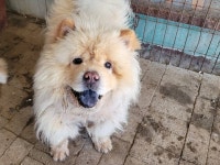 경기 안산 장하동에서 차우차우 발견 보호