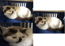 부산 연제 거제시장로15에서 노르웨이숲 고양이 발견 보호