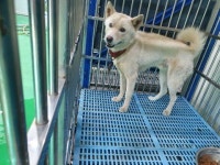 충북 충주 칠금초등학교에서 흰색 강아지 발견 보호