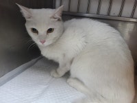 충북 청주 하이젠시티에서 터키시 앙고라 고양이 발견 보호