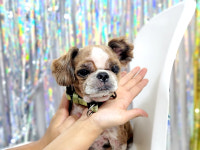 경북 포항시 남구 섬안로51에서 시츄 발견 보호