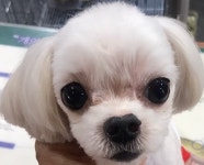 전북 전주 남부시장에서 말티즈 발견 보호